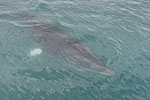 Whale Watching - Island