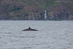 Whale Watching - Island