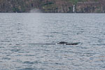 Whale Watching - Island