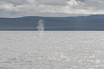Whale Watching - Island