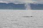 Whale Watching - Island