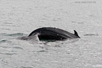 Whale Watching - Island