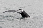 Whale Watching - Island