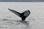 Whale Watching - Island