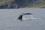 Whale Watching - Island