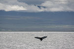 Whale Watching - Island