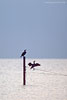 Kormoran