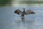Kormoran