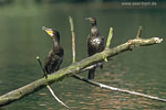 Kormoran