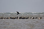 Kormoran