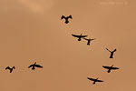 Kormoran