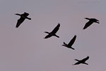 Kormoran
