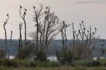 Kormoran
