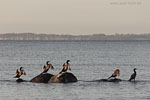 Kormoran
