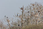 Kormoran