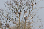 Kormoran