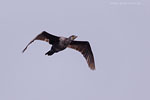 Kormoran