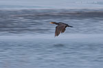 Kormoran