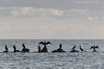 Kormoran