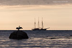 Kormoran