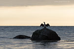 Kormoran