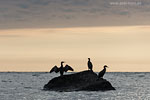 Kormoran