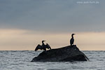 Kormoran