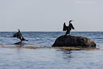 Kormoran