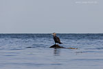 Kormoran