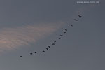 Kormoran