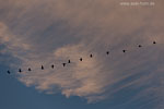 Kormoran