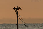 Kormoran