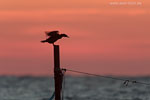 Kormoran