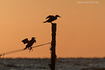 Kormoran