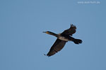 Kormoran