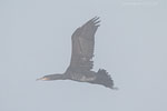 Kormoran