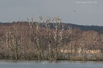 Kormoran