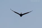 Kormoran