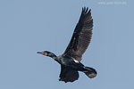 Kormoran
