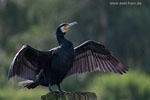 Kormoran