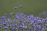 Kornblumenfelder