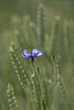 Kornblumenfelder