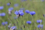 Kornblumenfelder
