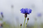 Kornblumenfelder