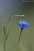 Kornblumenfelder