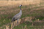 Kranichrast
