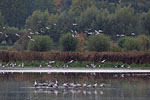 Kranichsee