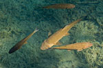 Kroatien