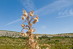 Kroatien