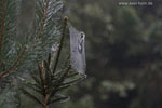Lichtstimmungen